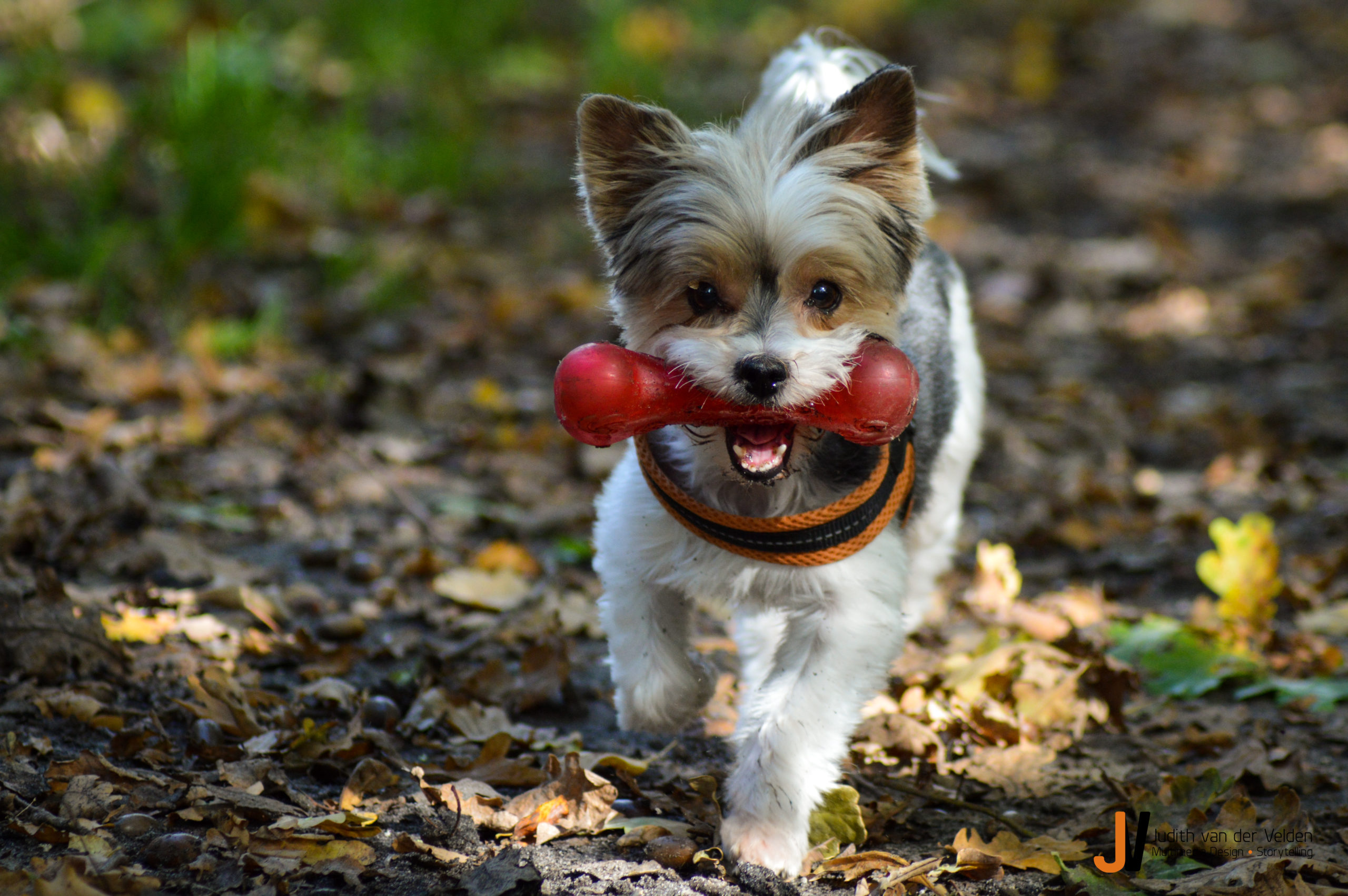 Dierenfotografie hond met bot
