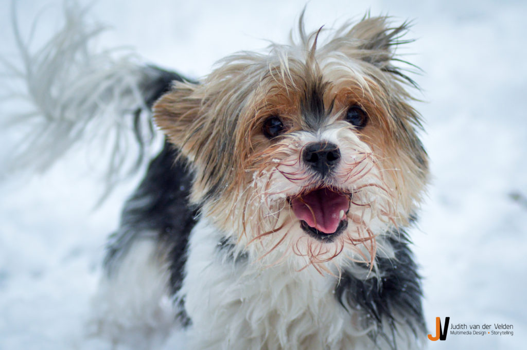 Dierenfotografie hond in sneeuw