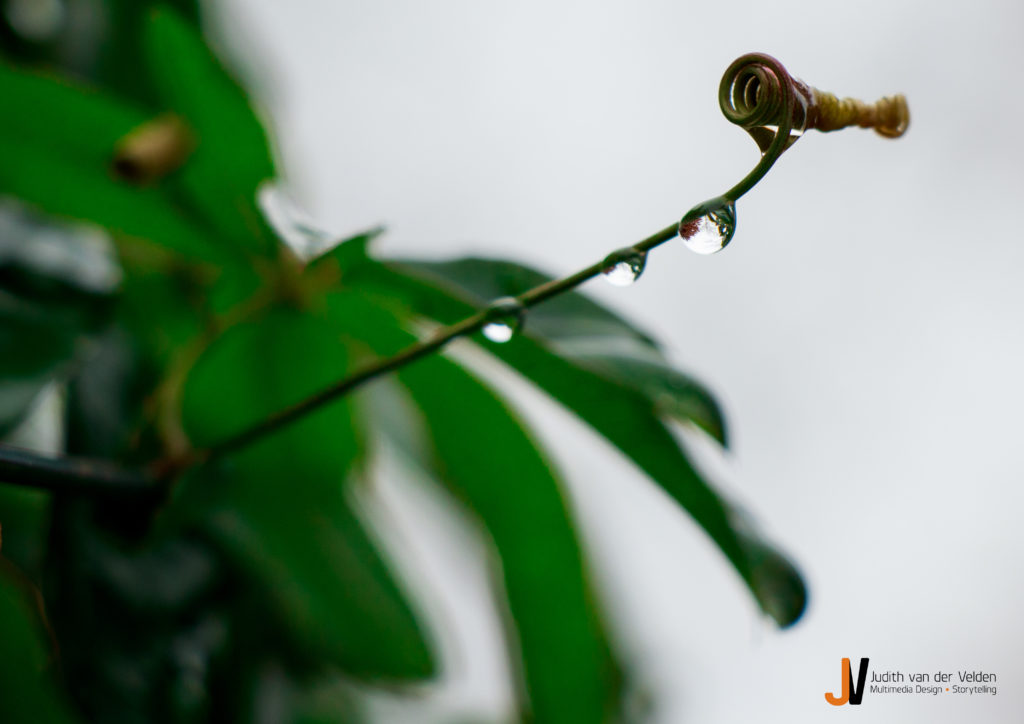Natuurfotografie druppels
