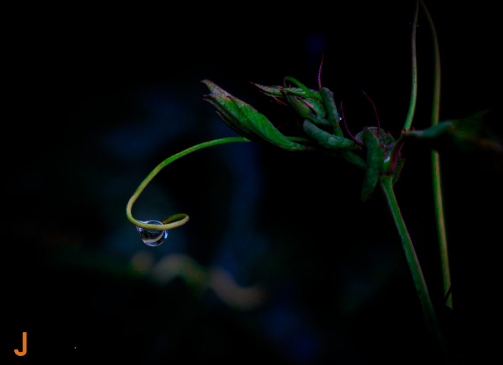 Natuurfotografie druppel