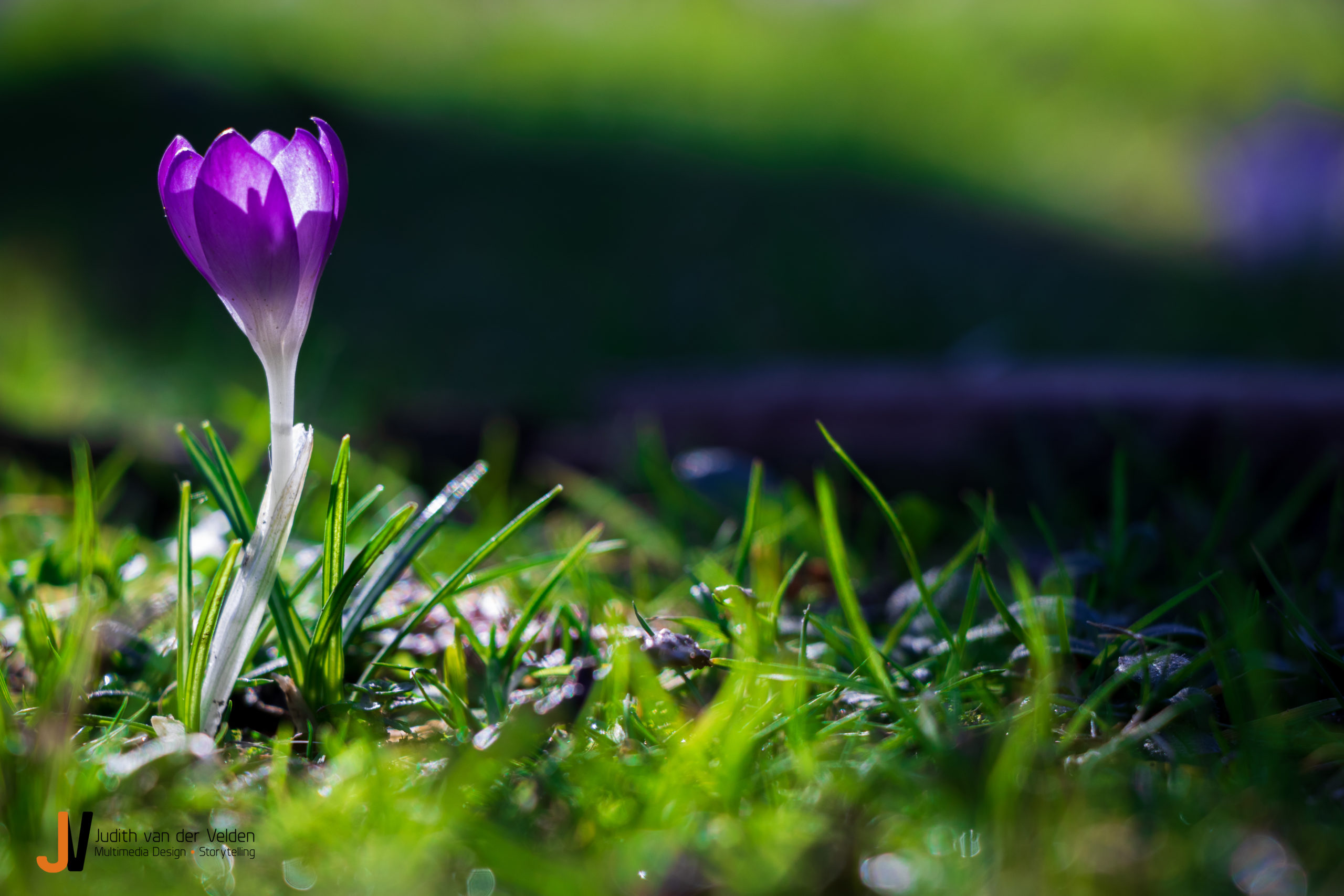Natuurfotografie bloemetje