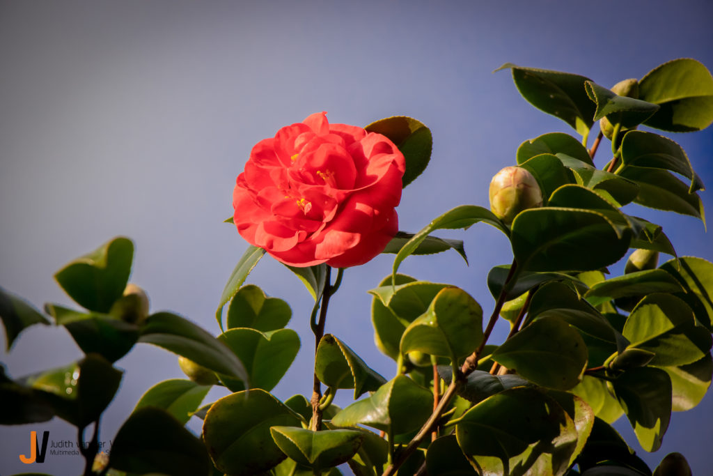 Natuurfotografie bloem
