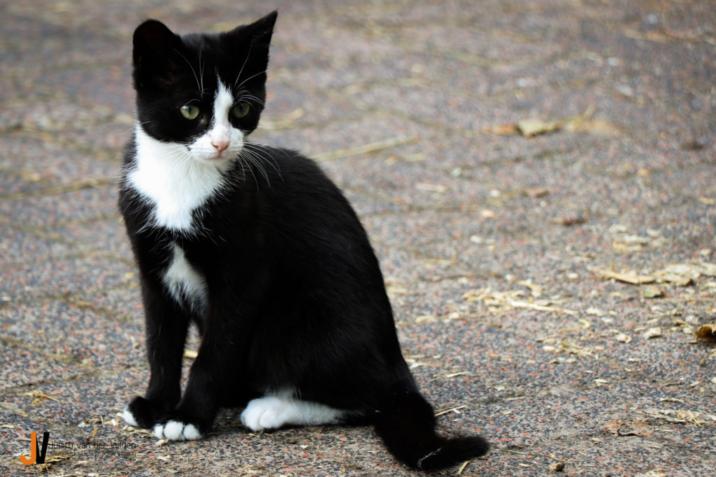 Dierenfotografie kat