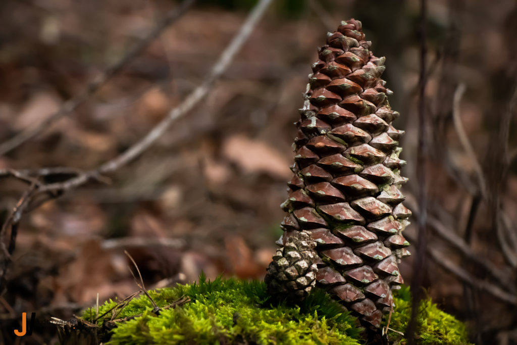Natuurfotografie Dennenappel