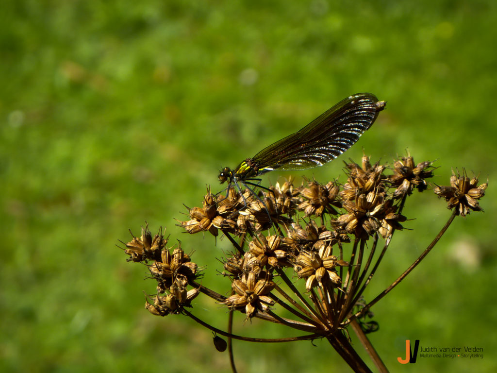 Dierenfotografie libelle
