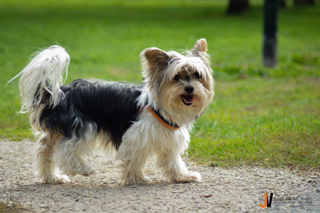 Dierenfotografie hond